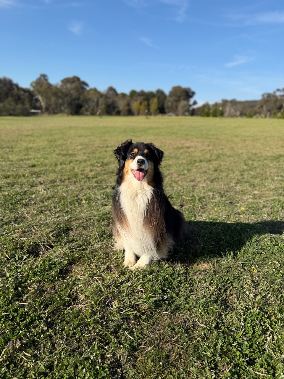 A black, tan and white dog sitting on the property